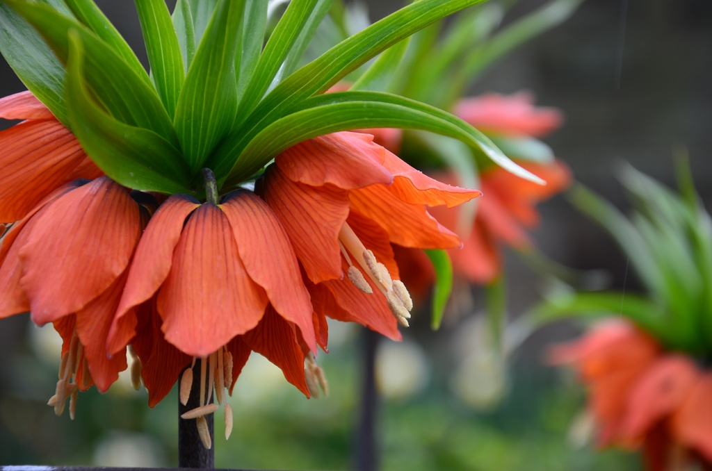 2017-04 Copenhagen/Assistens Kirkegård/DSC_0093.JPG